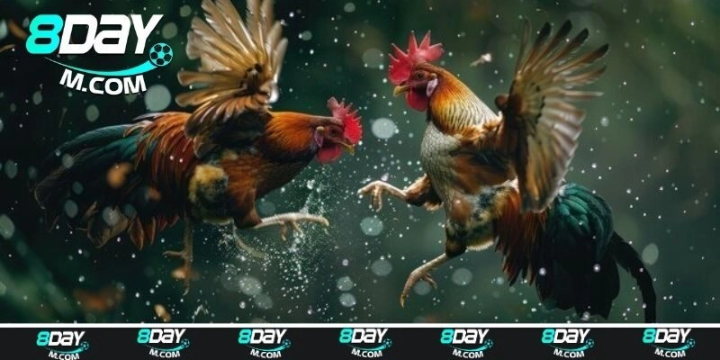 Đá Gà Thomo – Đấu Trường Đỉnh Cao Cuốn Hút Mọi Kê Thủ